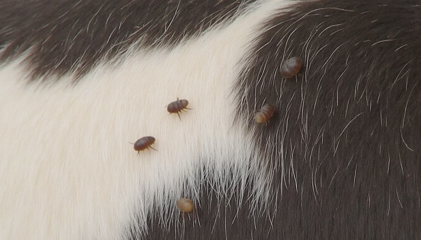 découvrez les méthodes efficaces pour le traitement des puces chez les chiens et assurez à votre animal une vie saine et sans parasites.