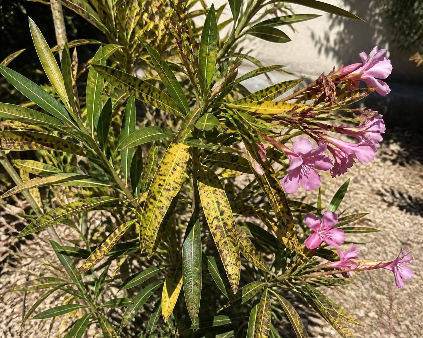 découvrez les symptômes, causes et traitements de la maladie du laurier rose pour protéger vos plantes et garantir leur santé optimale.