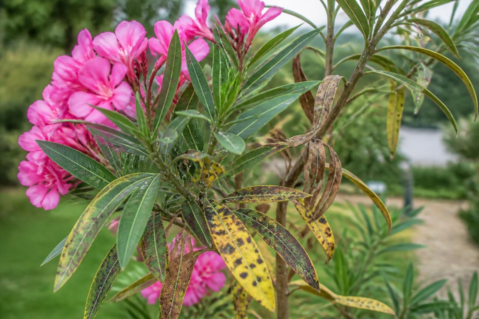 découvrez comment reconnaître et traiter les principales maladies du laurier rose pour préserver la santé et la beauté de vos plantes.