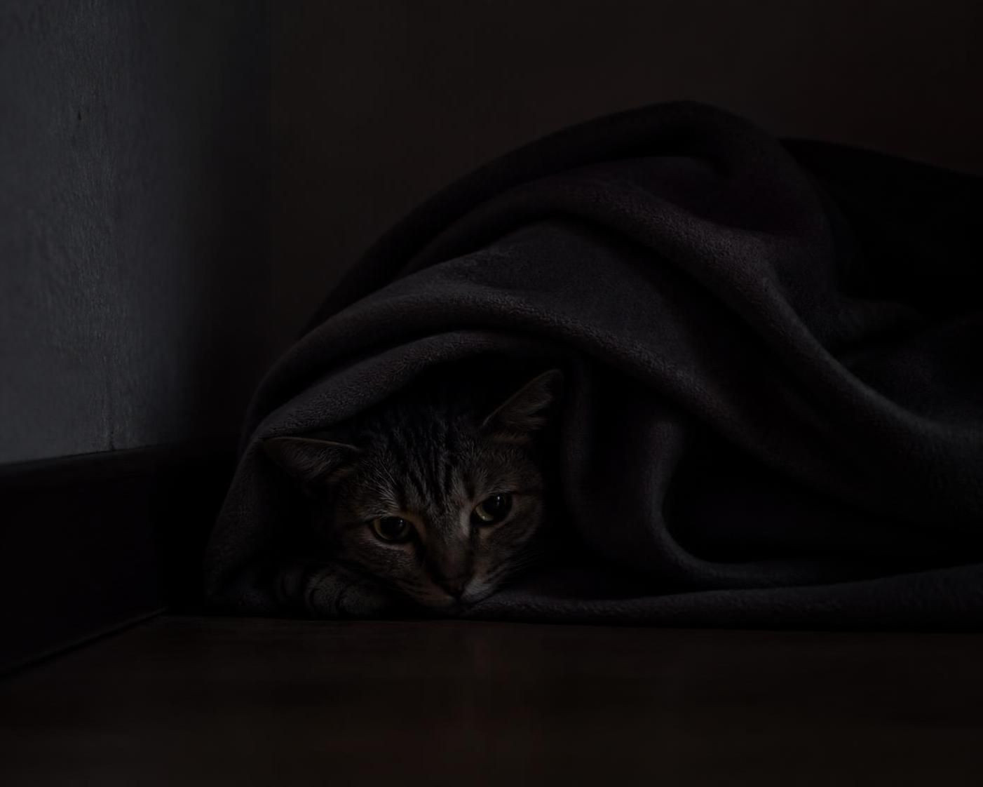 découvrez comment identifier rapidement les symptômes des maladies chez le chat et les mesures à prendre pour assurer sa santé et son bien-être.