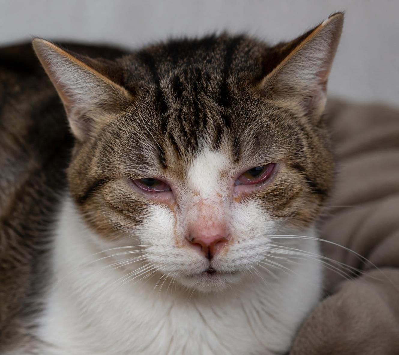 découvrez les maladies courantes chez le chat, leurs symptômes clés et les conseils essentiels pour prévenir ces affections et assurer la santé de votre compagnon félin.