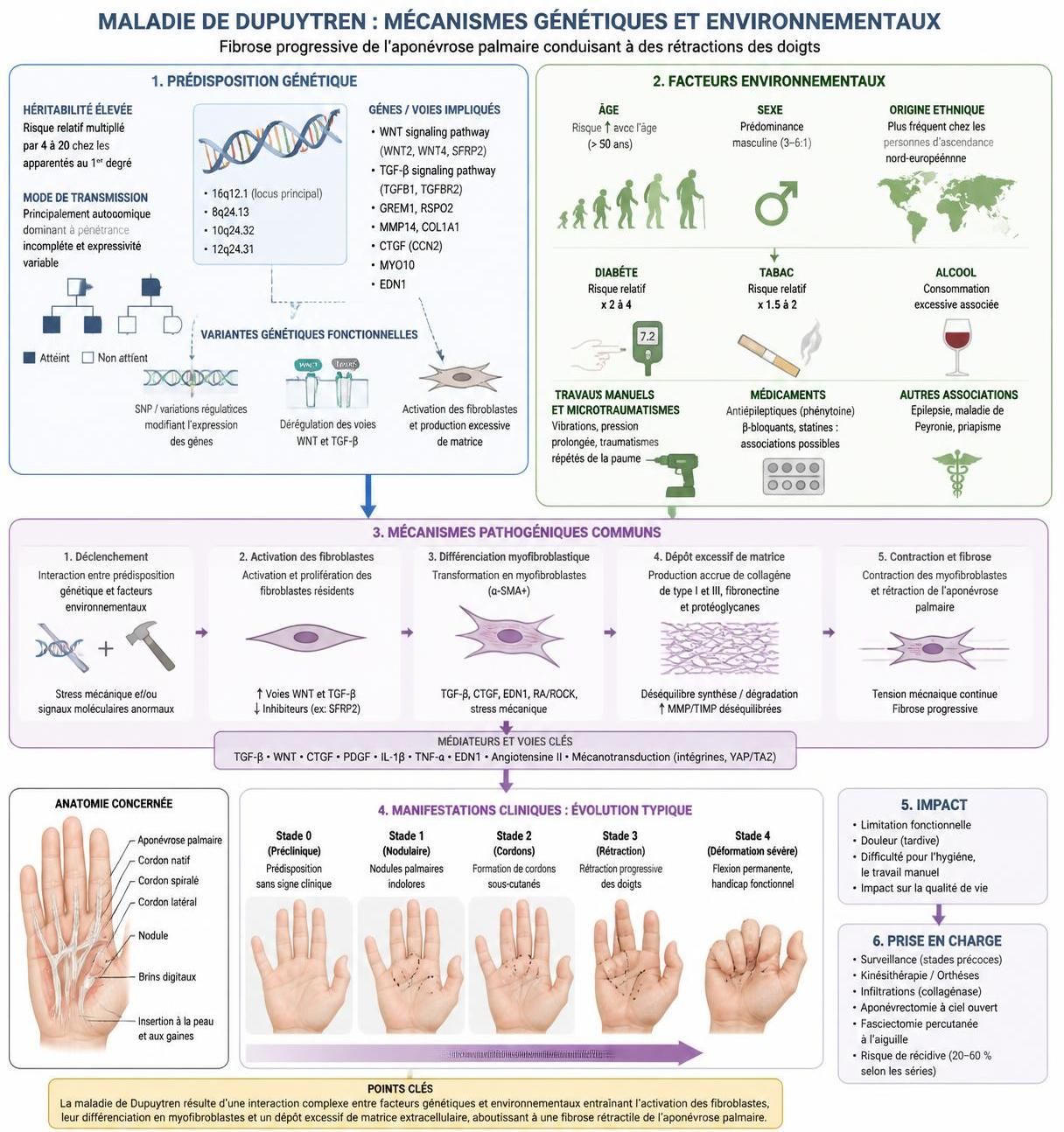 découvrez tout ce qu'il faut savoir sur la maladie de dupuytren : ses causes, ses symptômes et les traitements disponibles pour mieux la comprendre et la prendre en charge.