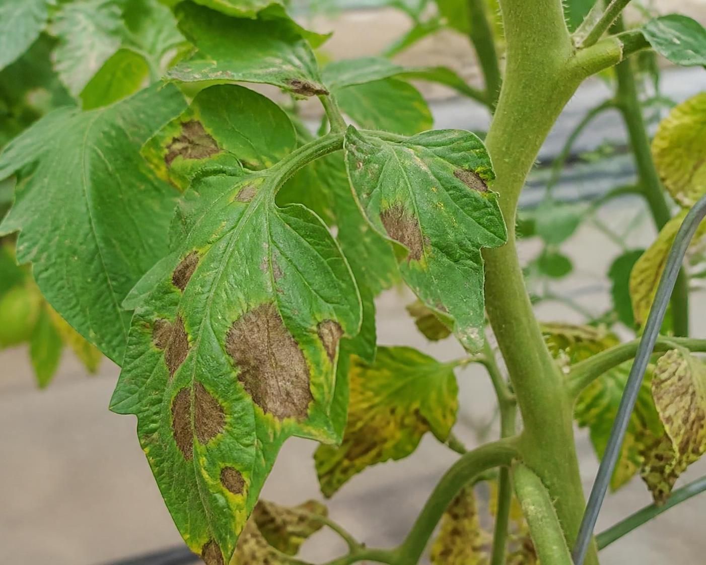 découvrez comment identifier et soigner efficacement les principales maladies de la tomate pour protéger votre récolte et obtenir de beaux fruits sains.