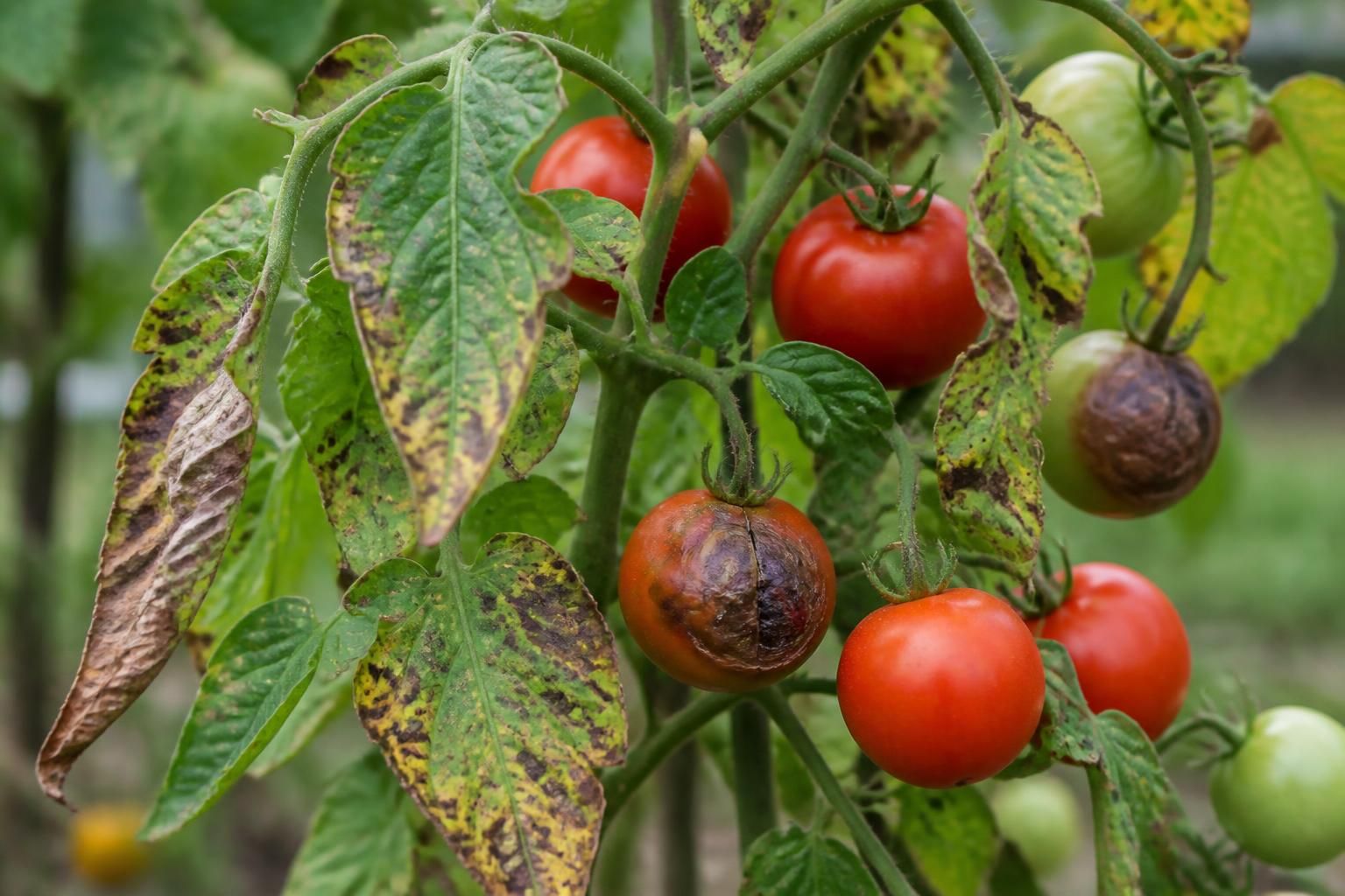 découvrez comment identifier et traiter efficacement les principales maladies de la tomate pour protéger votre récolte et assurer une croissance saine de vos plants.
