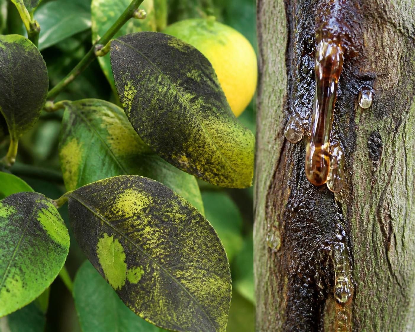 découvrez comment identifier les maladies du citronnier grâce à des photos explicatives et apprenez les traitements efficaces pour protéger vos arbres et garantir une bonne récolte.