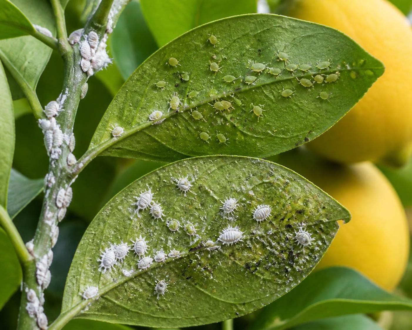découvrez comment identifier les symptômes de la maladie du citronnier et apprenez les traitements efficaces pour protéger et soigner vos citronniers.