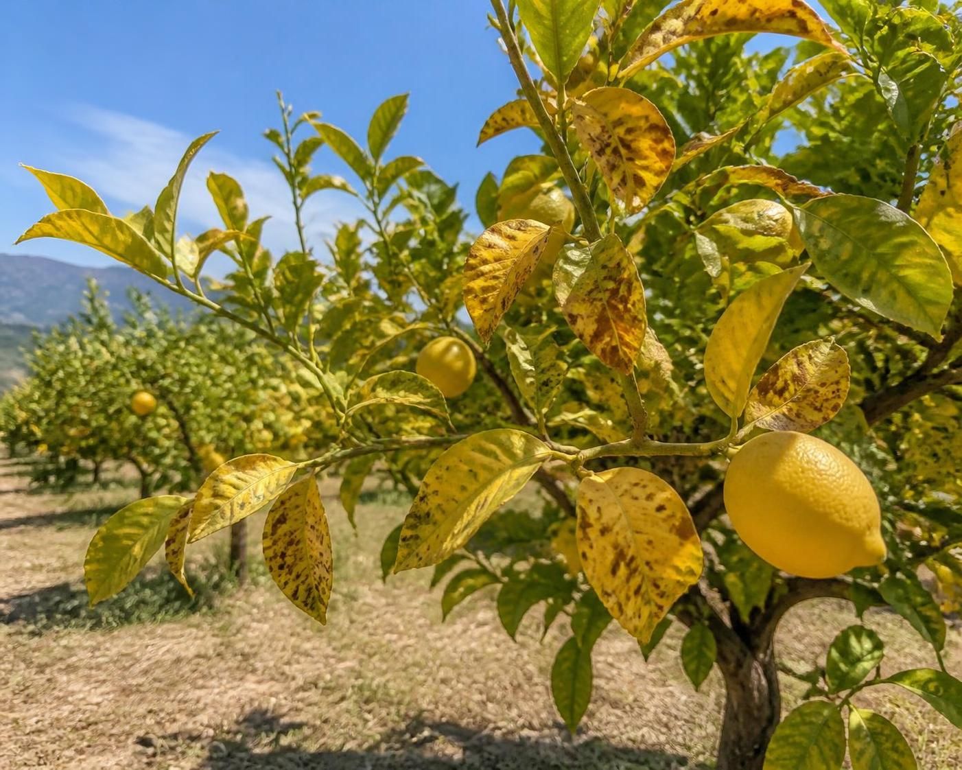 découvrez les symptômes, causes et traitements efficaces pour lutter contre la maladie du citronnier et protéger vos arbres fruitiers.