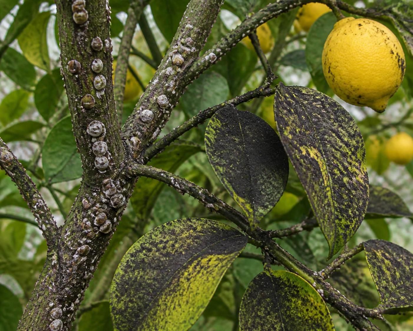 découvrez les symptômes, les causes et les traitements efficaces pour soigner la maladie du citronnier et préserver la santé de vos arbres.