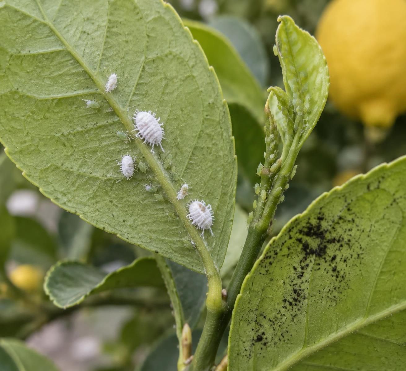 découvrez en photos les maladies courantes du citronnier, apprenez à reconnaître leurs symptômes et adoptez les bons traitements pour protéger votre arbre.