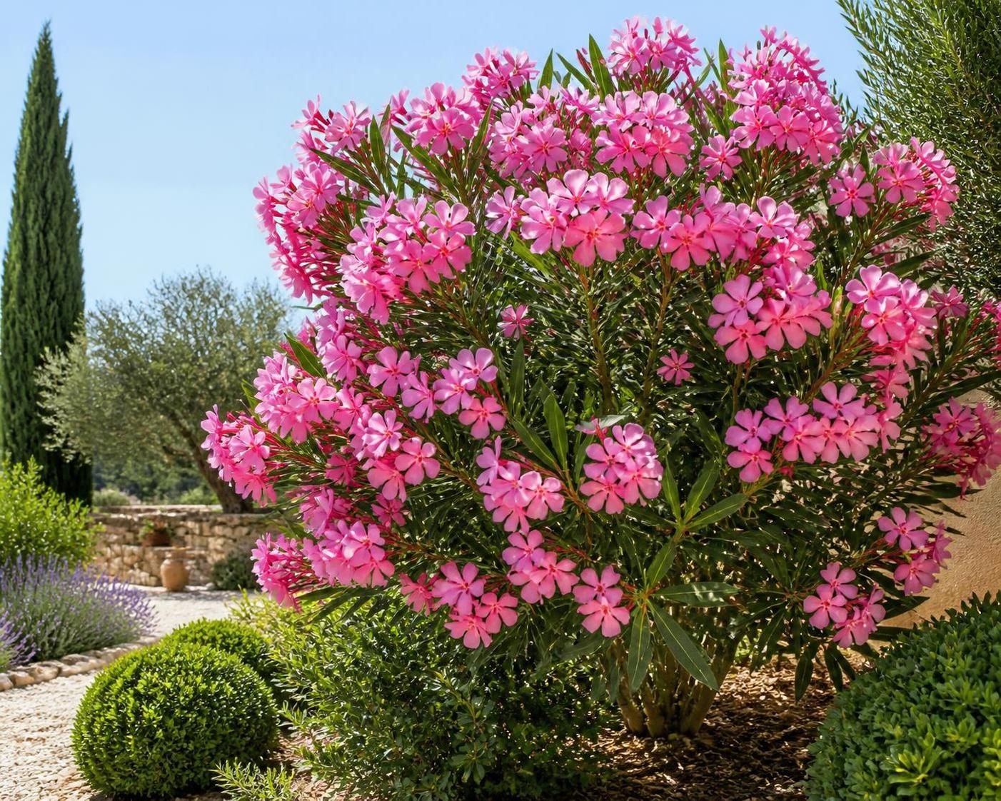 découvrez tout ce qu'il faut savoir sur la maladie du laurier rose, ses symptômes, causes et les traitements efficaces pour protéger et soigner votre plante.
