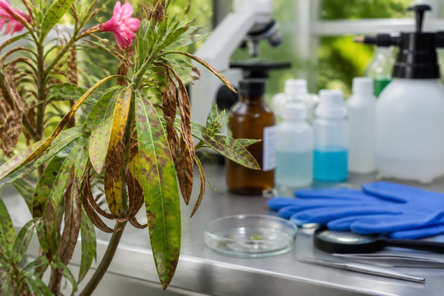 découvrez tout ce qu'il faut savoir sur la maladie du laurier rose, ses symptômes, causes et les traitements efficaces pour protéger vos plantes.